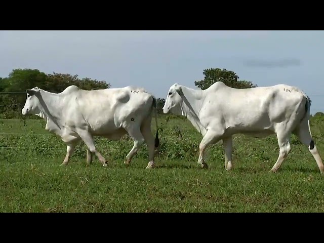 Lote 124