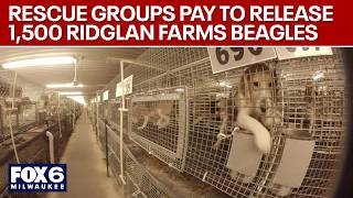 Ridglan Farms beagles: Rescue groups pay for release of 1,500 dogs | FOX6 News Milwaukee screenshot 3