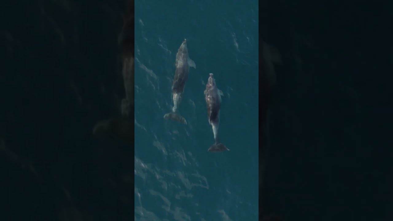 Andromeda Boat Rent Pula Dolphins On Sunset Tour Around National Park Brijuni BoatRentPula