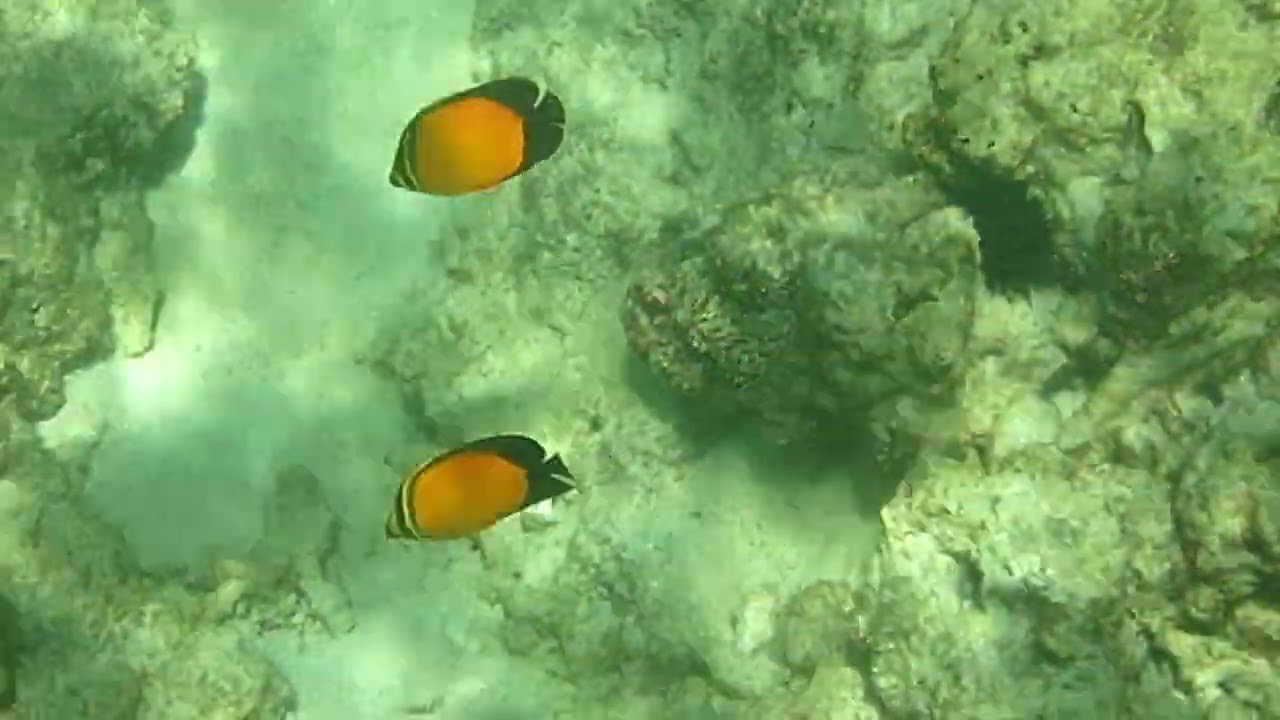 Snorkeling in Kuwait Pair of Arabian Butterflyfish