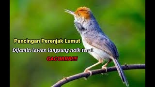 Download Lagu SUARA PIKAT PERENJAK LUMUT || Dijamin Dapat Banyak MP3 Download Lagu SUARA PIKAT PERENJAK LUMUT || Dijamin Dapat Banyak MP3