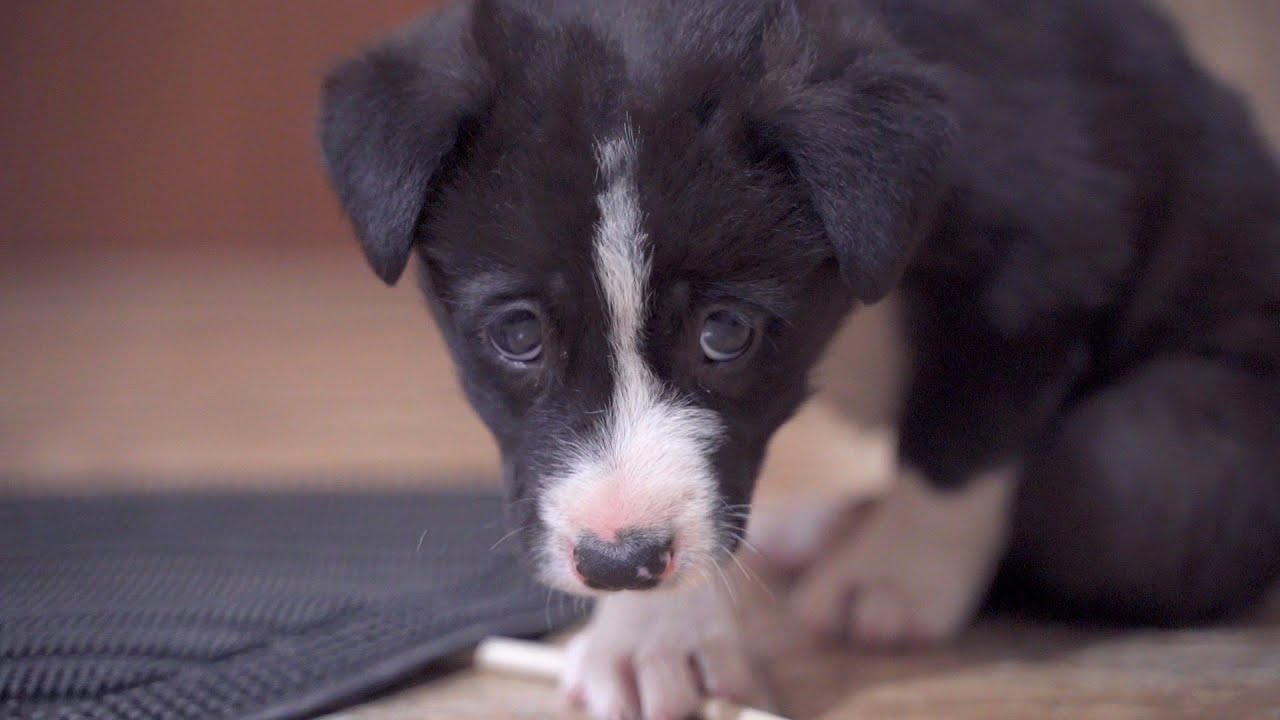 Little Stray Puppy Waiting For Someone To Take Him Home - YouTube