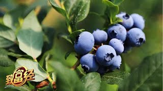 他种植的蓝莓非常能赚钱就连种植方法都很特别竟然种在花盆里|「致富经」20230314