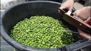 How capers are made