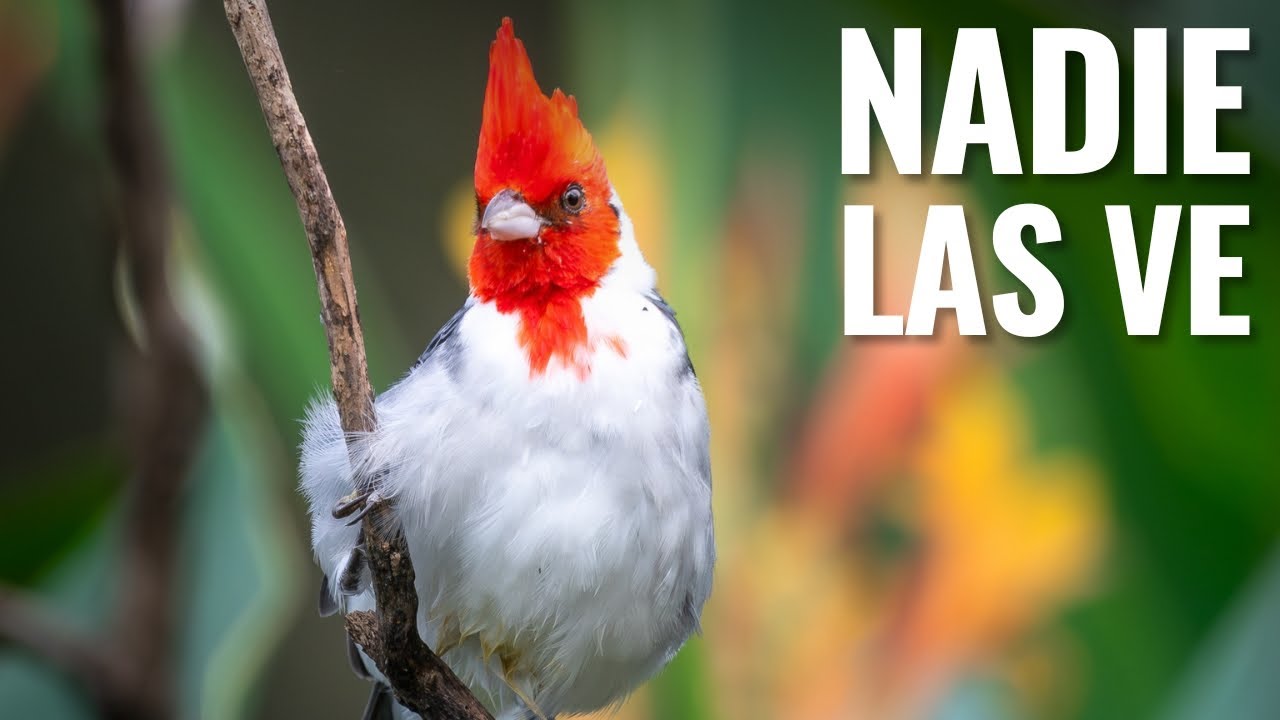 Las aves que pasan desapercibidas en la costanera de San Isidro y Vicente López