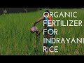 Organic Fertilizer for Indrayani Rice paddy field.