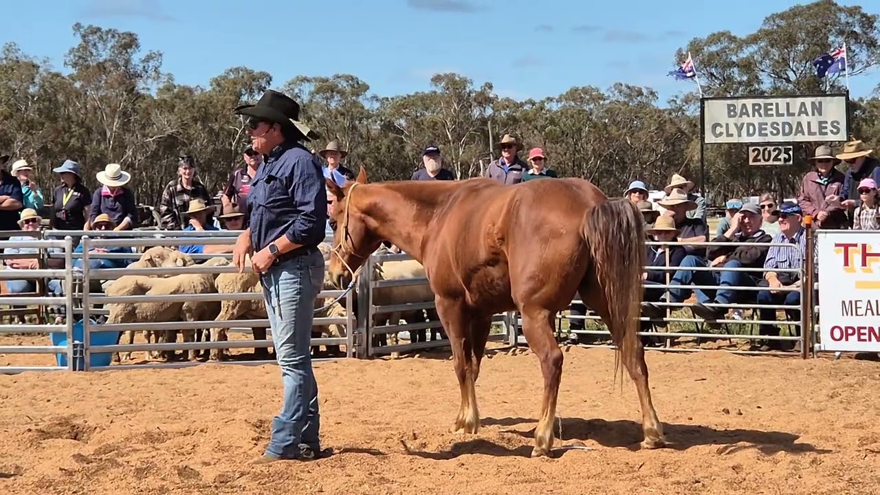 Лачи Коссор, Outback Stockman Show, фестиваль Barellan Good Old Days, Новый Южный Уэльс, Австрали...