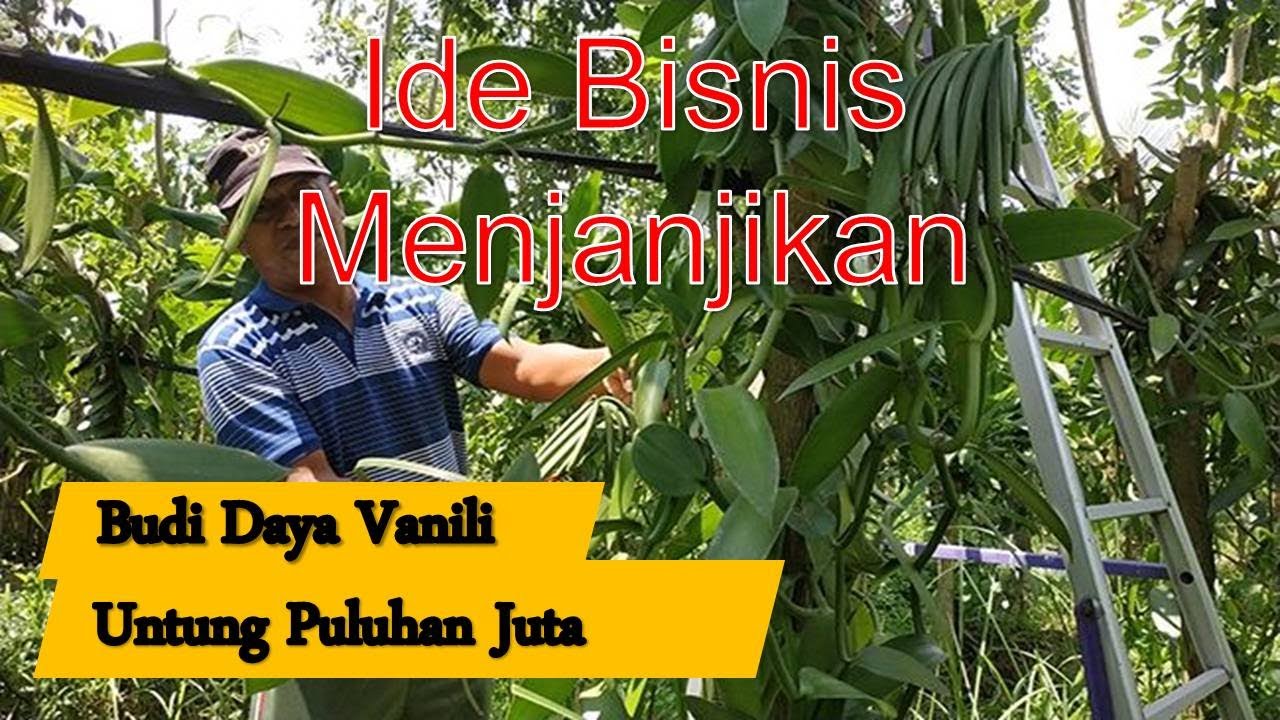 Ide Bisnis Budidaya Vanili, Sekali Panen Untung Puluhan Juta Rupiah