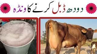 Wanda formula for milking cows and buffalo | Milking wanda formula | How to make wanda for cows