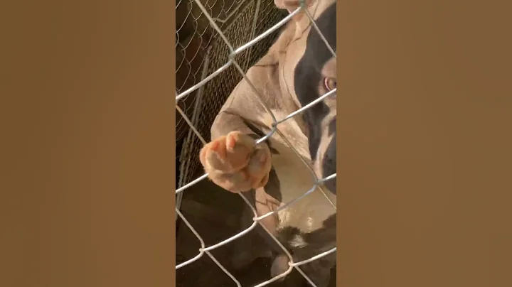 Pit pup