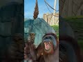 Orangutan Threw WHAT At The Gorilla?! 😭