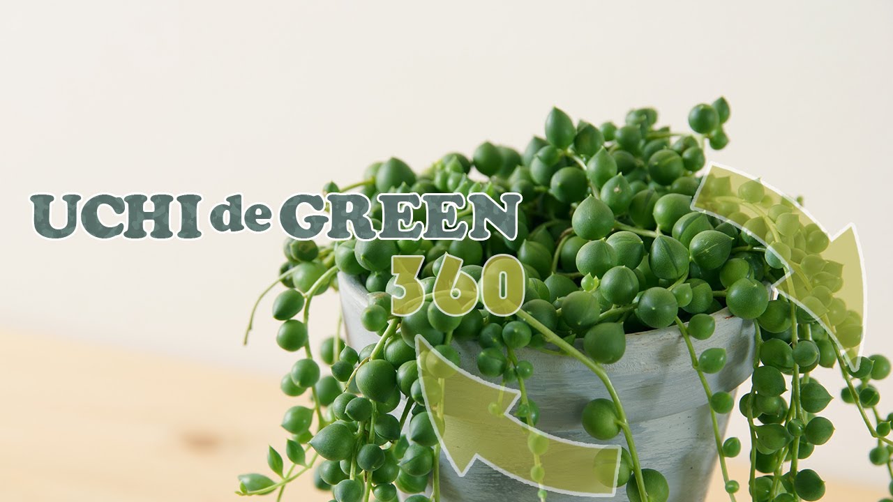 セネシオ属の多肉植物 グリーンネックレス をご紹介します Uchi De Green ウチデグリーン Youtube セネシオ属の多肉植物 グリーンネックレス をご紹介します Uchi De Green ウチデグリーン Youtube