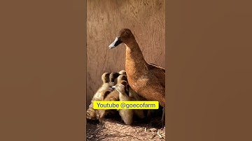 Helping a Mama Duck Hatch Her Eggs.  #FarmLife  #NatureExploration  #FarmAnimals  #FarmAdventures