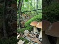 A beautiful porcini mushrooms #porcini #wildmushrooms #nature #boletus #youtubeshorts #shorts #fungi