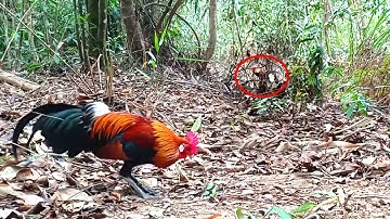 Bẫy Gà Rừng Mồi Tơ Lần Đầu Đụng Bổi | Hoàng Thắng