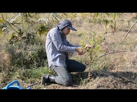 วีดีโอ: การปลูกส้มเขียวหวาน: เคล็ดลับการดูแลต้นส้มเขียวหวาน