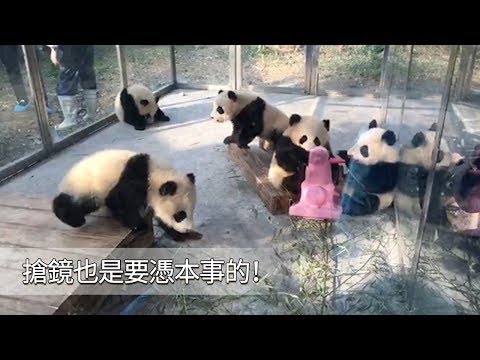 《熊貓早晚安》同樣是賣萌，如何才能成功搶鏡？看來要下點真功夫才行！ | iPanda