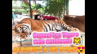 ZOO LUJÁN ARGENTINA | ALIMENTÉ A UN TIGRE 😱
