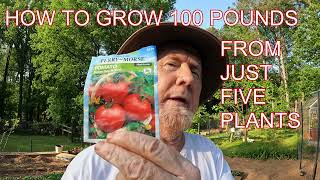 #tomatoes  HOW TO GROW 100 POUNDS FROM JUST 5 PLANTS #garden