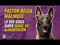 🐾🐶 ALIMENTACIÓN DEL PASTOR BELGA MALINOIS