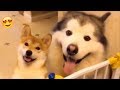 shibe finds husky fren (very coot)