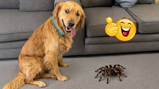 Smarty Funny Animal Video Clips 😹🐶 The Funniest Cat &amp; Dog Moments Compilation 😁