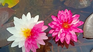 which method is better to plant water lily/ कौन सा तरीका ज्यादा अच्छा है वाटर लिली को लगाने के लिए