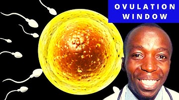 OVULATION CALENDAR I Calculating ovulation: the optimum time Pregnancy  {WHAT IS THE FERTILE WINDOW.