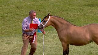 Merlod Mynydd Cymreig - Eboles/Adfarch Dwyflwydd | Welsh Mountain Ponies - Filly/Gelding 2 yr old