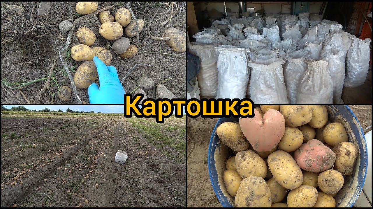 Как быстро копать картошку. Картофель наташа. чем копают картошку в белоруссии.