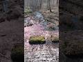 Nad Gacią w Spale #natura