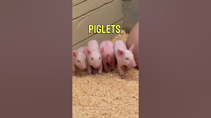 Learning About Pigs: Boars, Sows, #englishlesson #pigs #boar #sow #piglets #litter #americanteacher