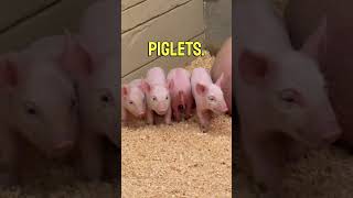 Learning About Pigs: Boars, Sows, #englishlesson #pigs #boar #sow #piglets #litter #americanteacher