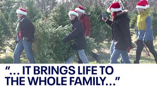 More Americans opting for real Christmas trees in 2023