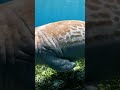 sea cow ka jhund #animals #water #seacow