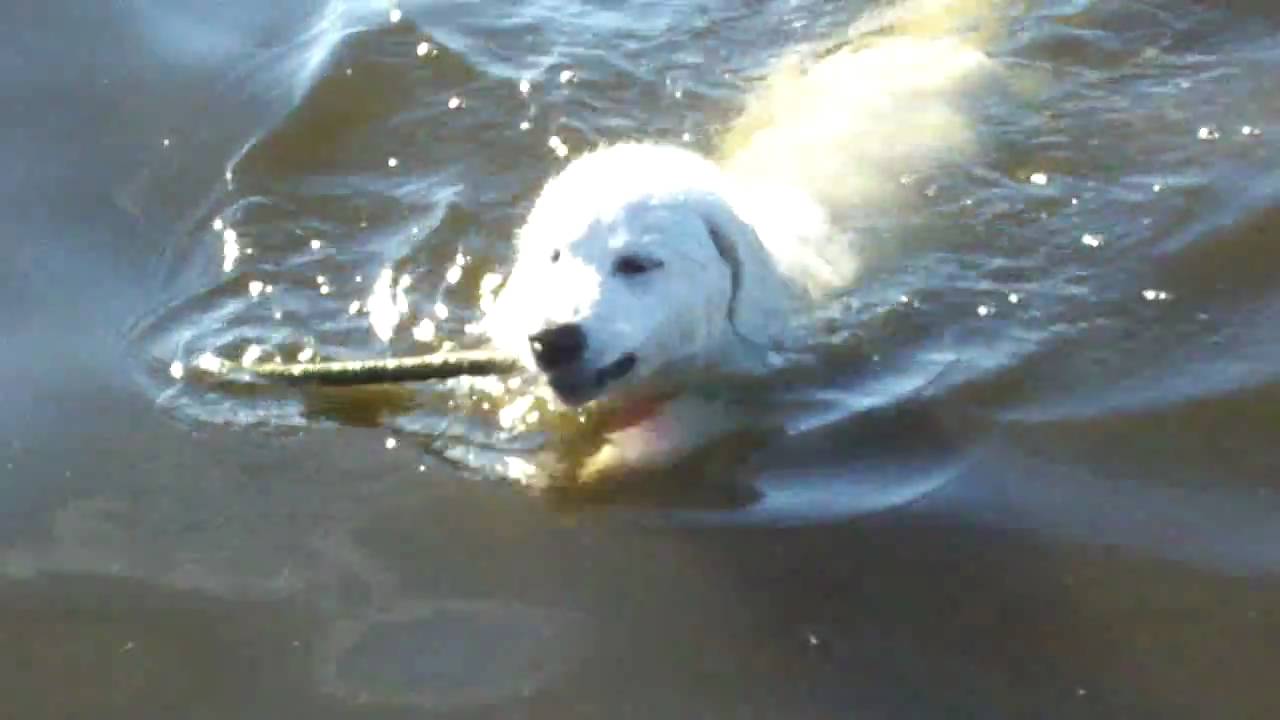 do pyrenees like water