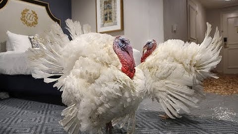 Government Shutdown, Life Update, Turkey Pardon