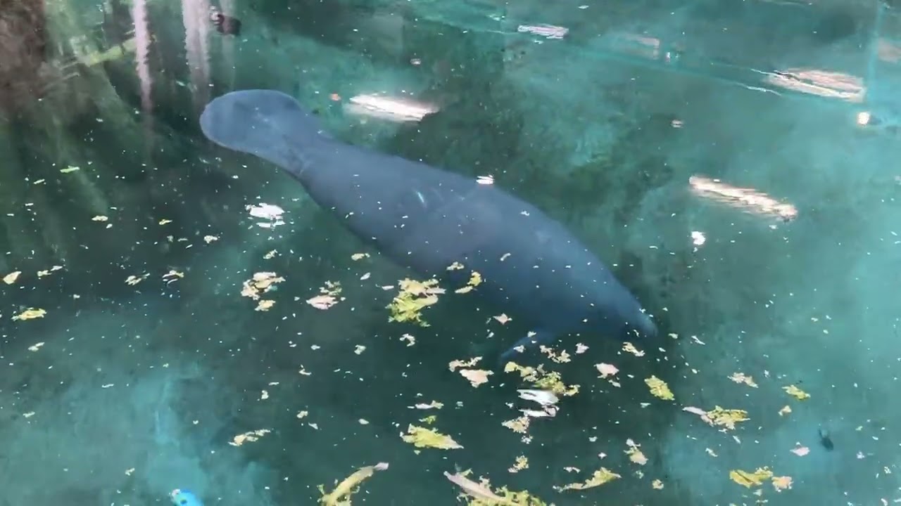 Parker Manatee Rehabilitation Habitat - Bishop Museum of Science and Nature, Bradenton, Fl