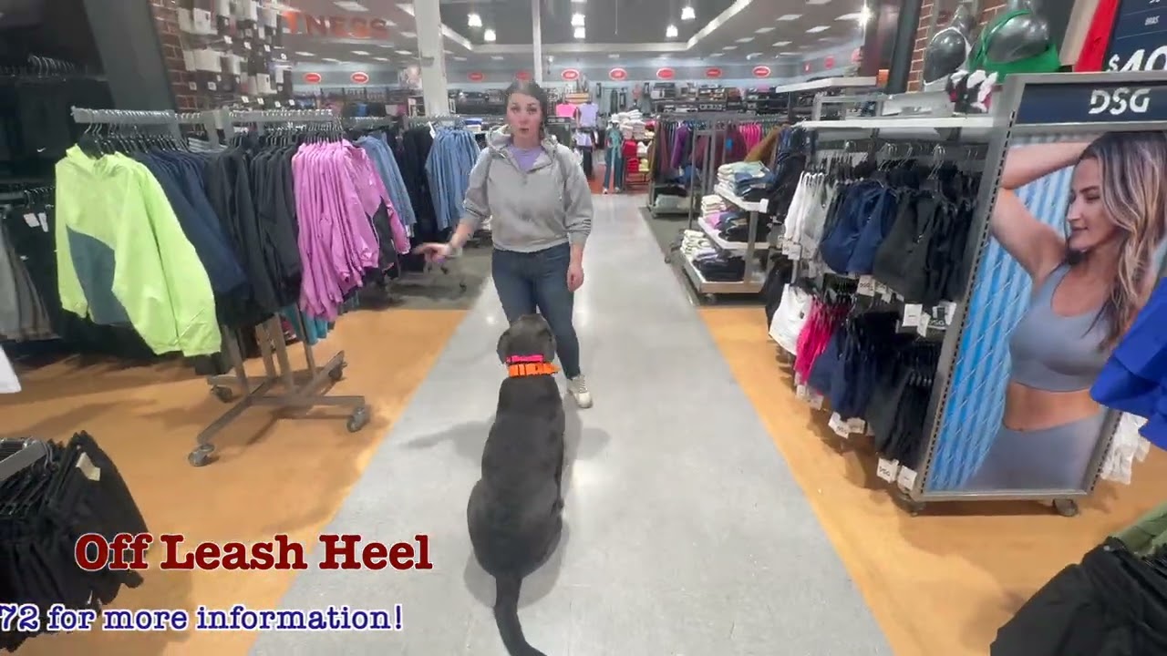 Rip's Amazing Transformation | 20 Day "Silver" Board & Train | 1 year old Silver Lab #offleash #lab