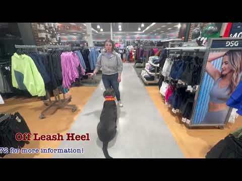 Rip's Amazing Transformation | 20 Day "Silver" Board & Train | 1 year old Silver Lab #offleash #lab