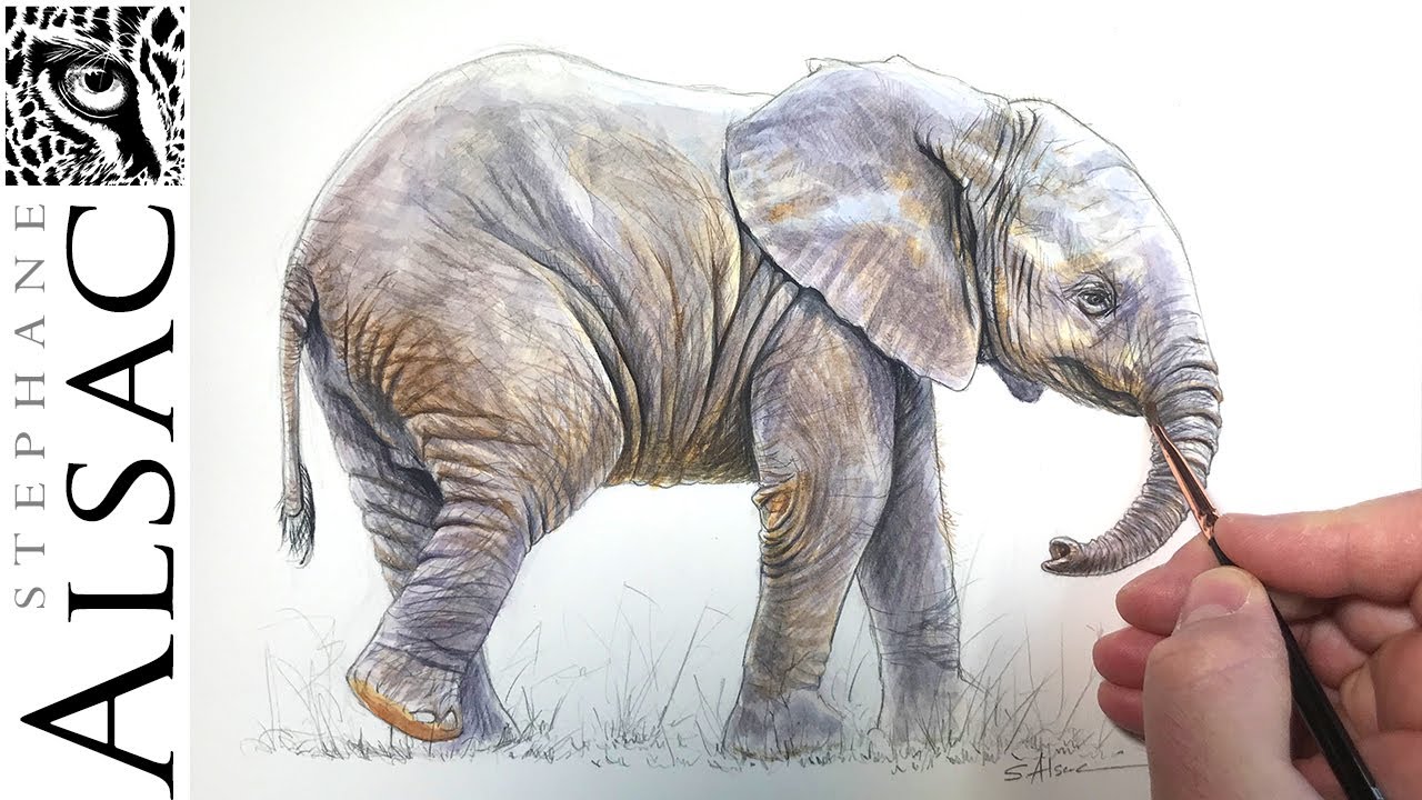 Peindre un petit élephant à l'aquarelle - étape par étape