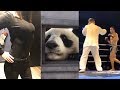 Top Chinese viral videos of November 2018