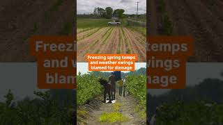 State of emergency declared for N.J. farmers