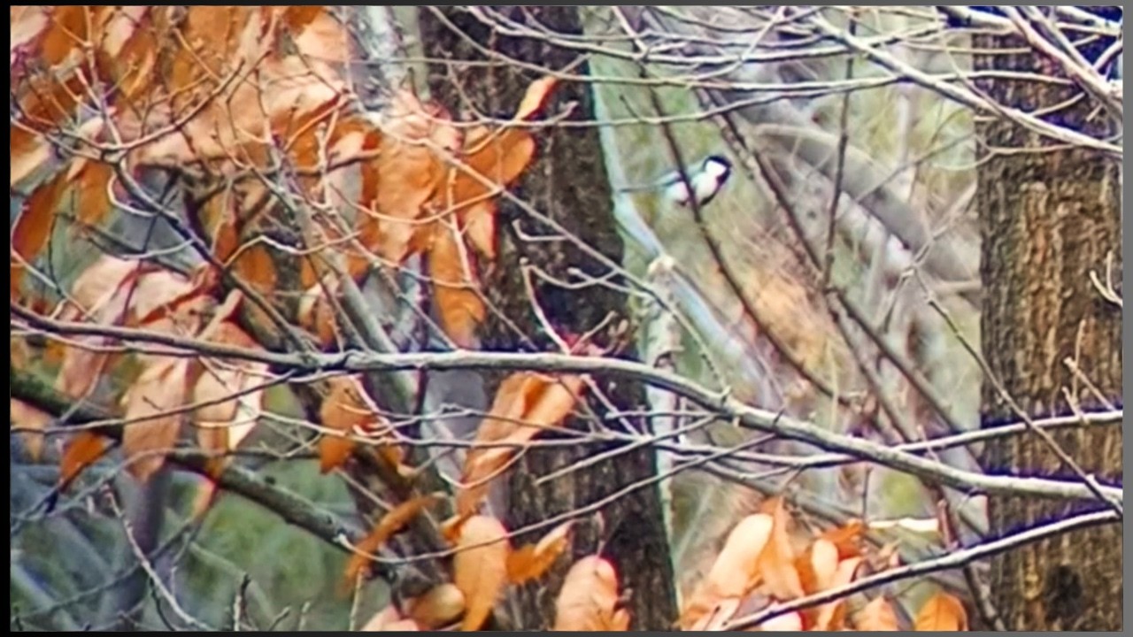 Wind in Trees, Birds and Passing Airplanes (32 min)