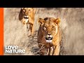 Nomadic Lions Boldly Trespass Onto Nsefu Pride Land | Love Nature