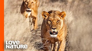 Nomadic Lions Boldly Trespass Onto Nsefu Pride Land | Love Nature