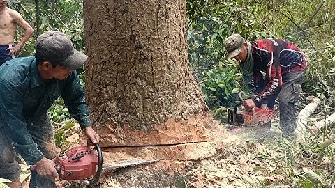 Cưa cây dầu siêu khủng lồ , Cao vài chục mét .Cưa cây kỹ thuật cao