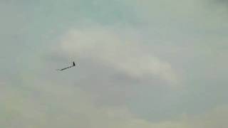 pike 20090504