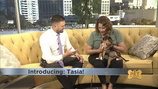 Pet of the Week: Meet Tasia!