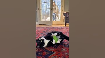 😻🐈‍⬛ High on Catnip! Cat screams at Soldier! #cat